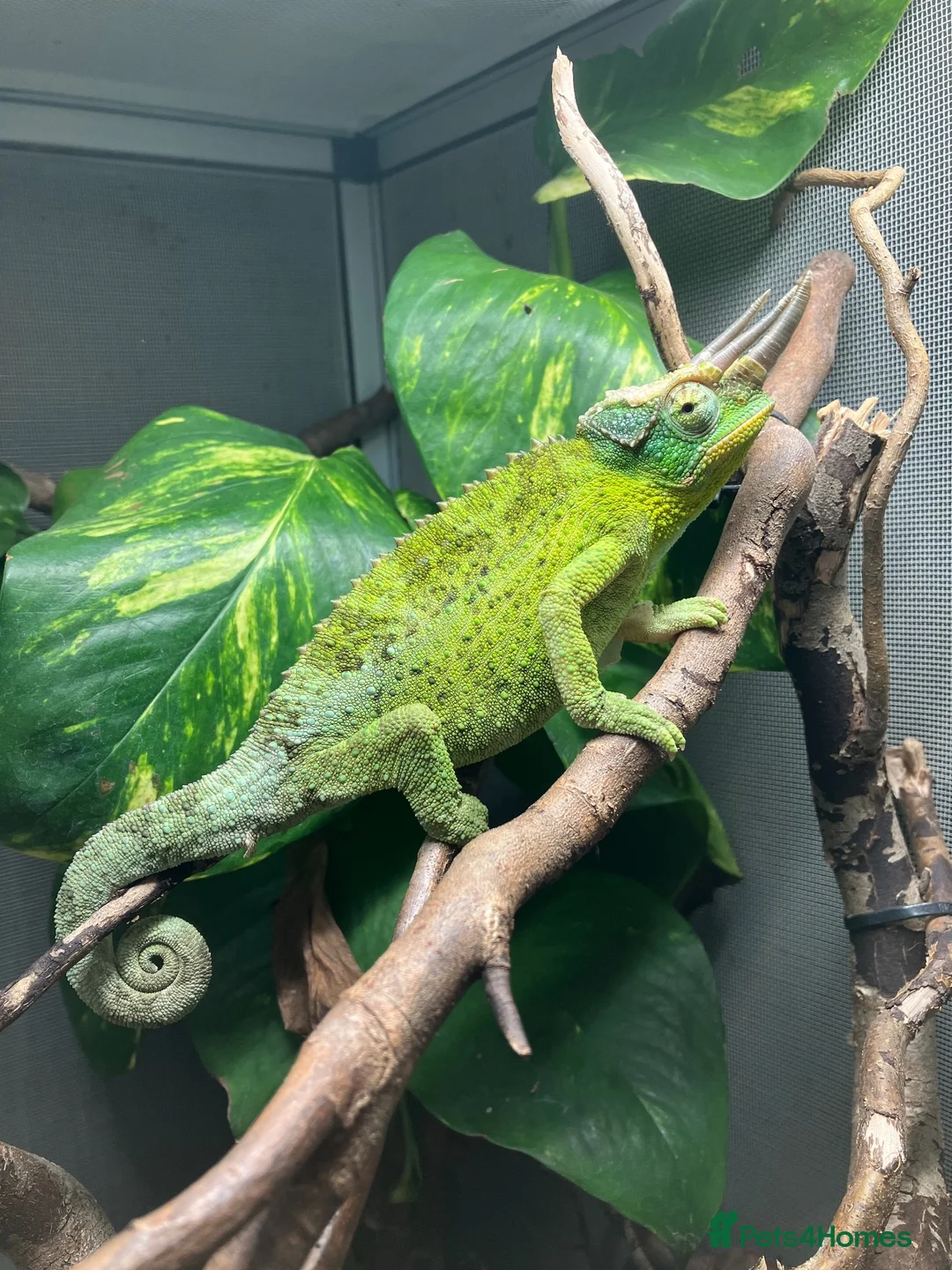 Chameleon reptiles for sale: Jackson Chameleon babies - Advert 6