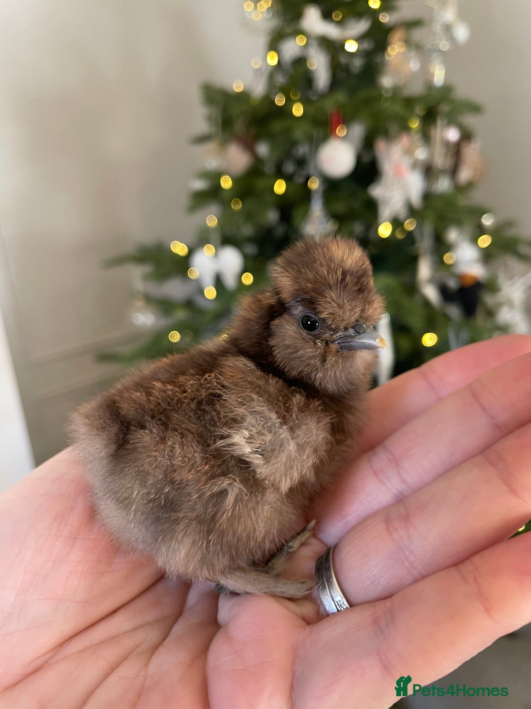 Chickens poultry for sale: PREORDER🤎🤍Day old USA Silkie Chicks (25/12) 🤍🤎 - Advert 2