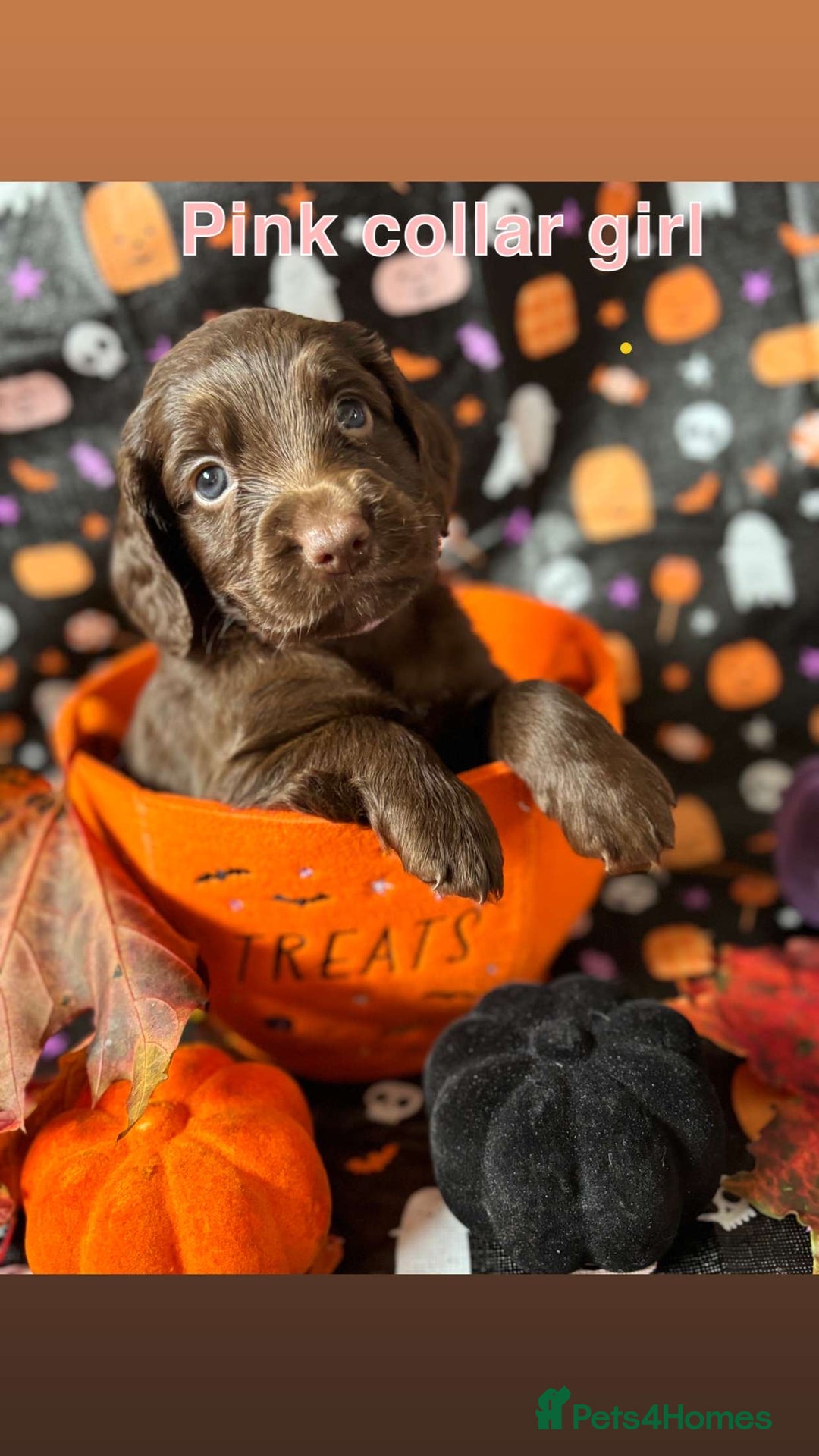 Cockapoo dogs for sale: ❤️AMAZING F1B COCKAPOOS ❤️ - Image 8