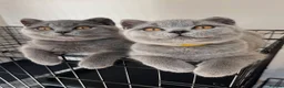 British Shorthair cats for sale: Beautiful British Shorthair Kittens  in London - Advert 3