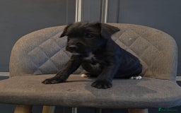 Patterdale Terrier dogs for sale: Patterdale Working Pups Ready To Go - Image 11