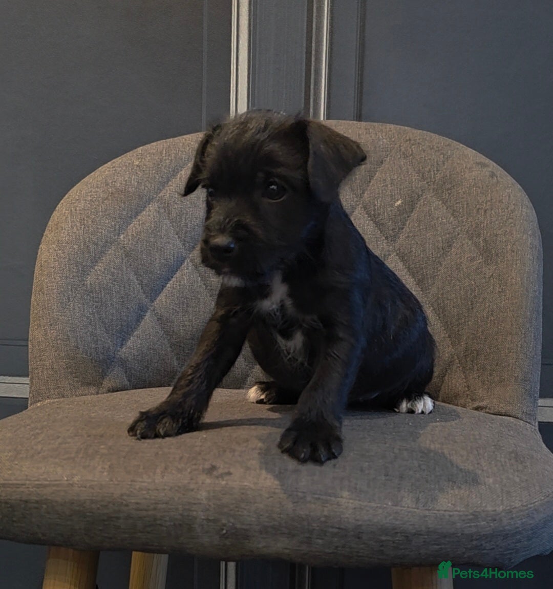 Patterdale Terrier dogs for sale: Patterdale Working Pups Ready To Go - Image 11