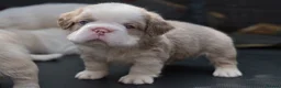 French Bulldog dogs for sale: HOME BRED FLUFFY FRENCHY•ISABELLA.KC&DNA CERT - Advert 6