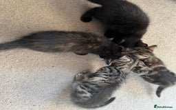 Mixed Breed cats for sale: Beautiful Kittens – Health Checked & Chipped - Image 2