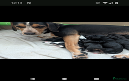 Mixed Breed dogs for sale: 1 boy and 3 girls bocker beagle cross spaniel  - Image 4
