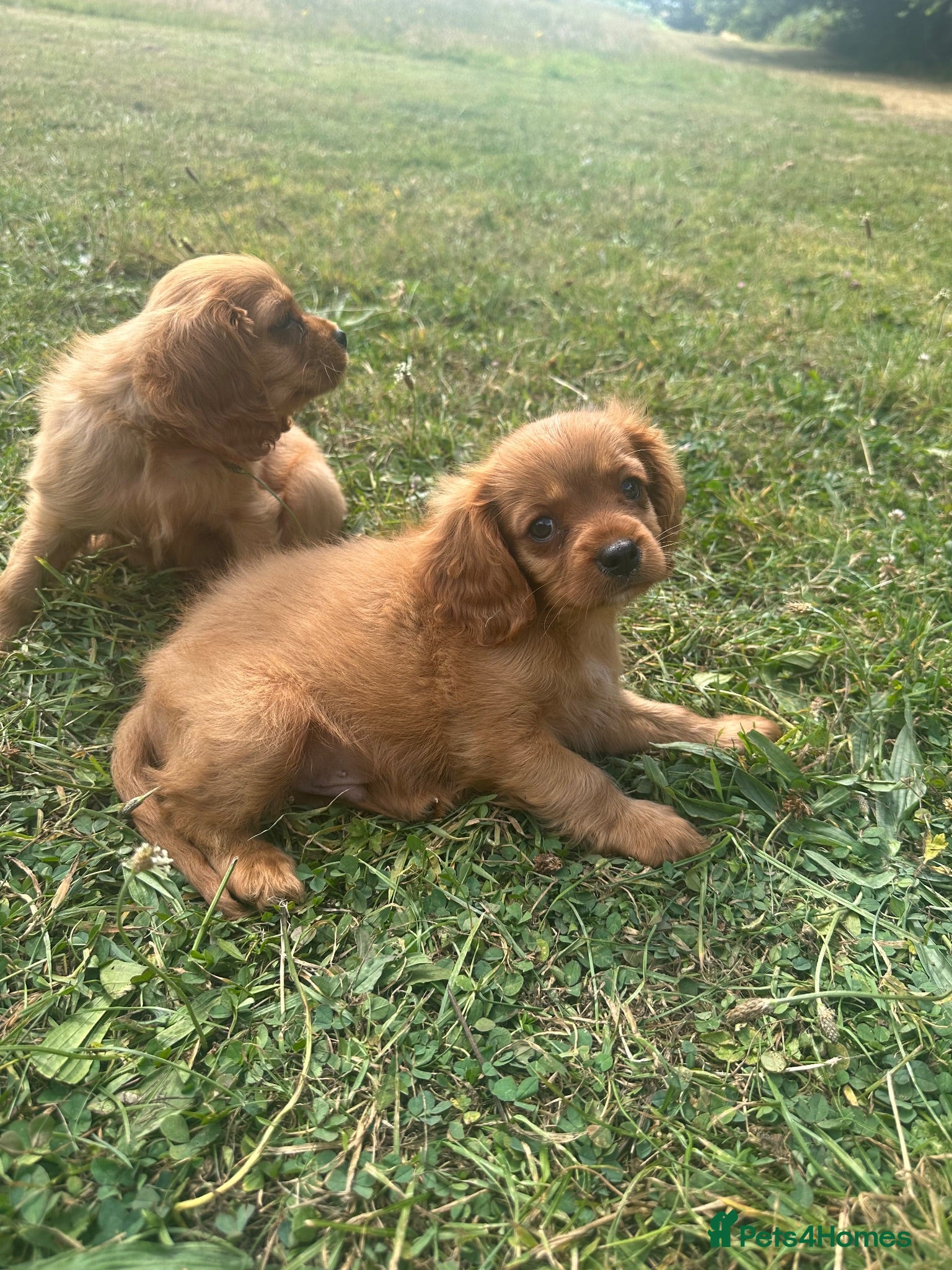 Cavalier King Charles Spaniel dogs ⭐️Stunning Ruby Boys⭐️ - Advert 2