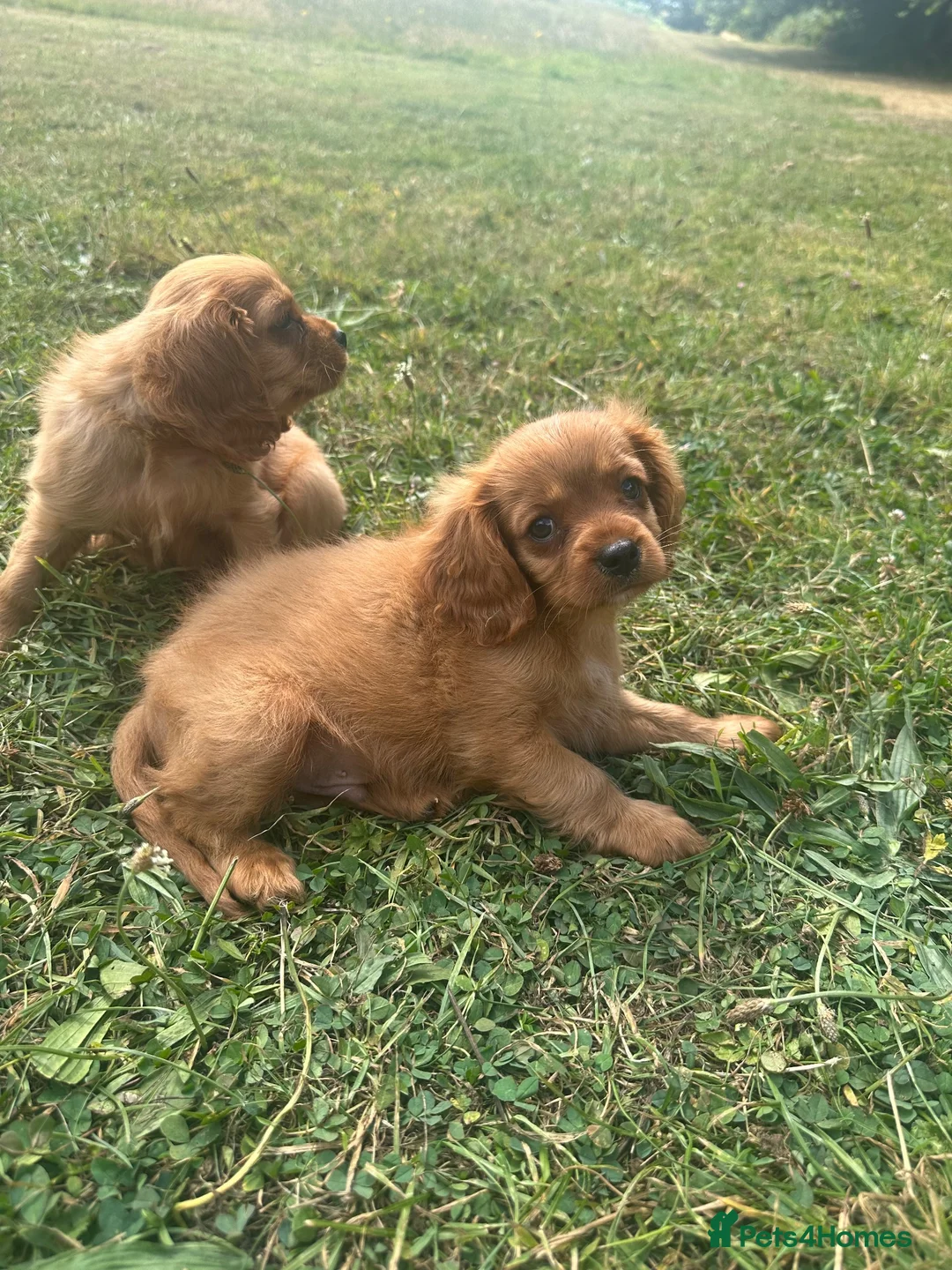 Cavalier King Charles Spaniel dogs for sale: ⭐️Stunning Ruby Boys⭐️ - Advert 2