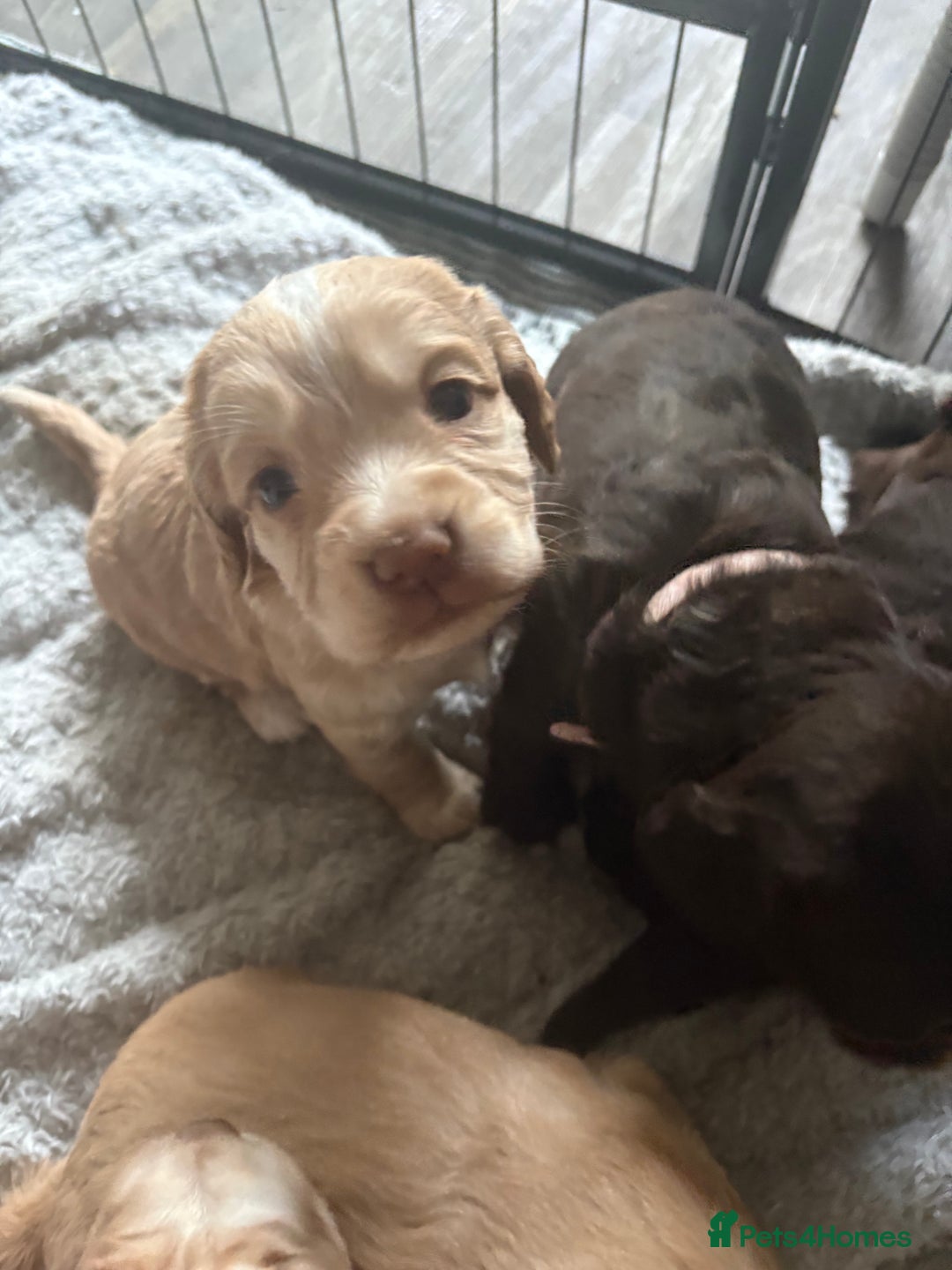 Cocker Spaniel dogs for sale: KC FTCH working cocker spaniel puppy’s  - Image 33