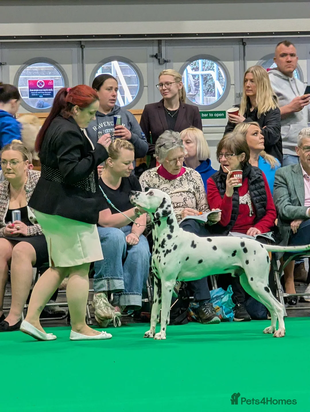 Dalmatian dogs for sale: Upcoming Dalmatian Litter in Axminster - Advert 2
