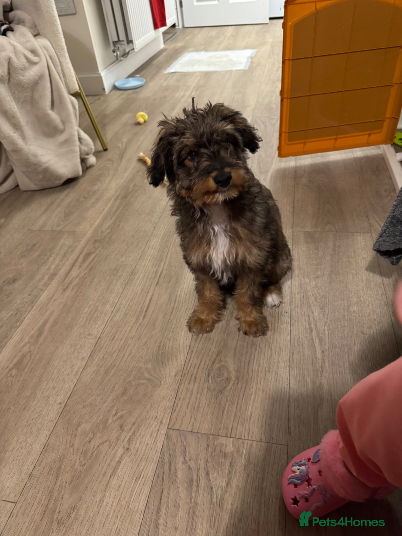 Bordoodle dogs 6 Month old Bordoodle - Advert 6