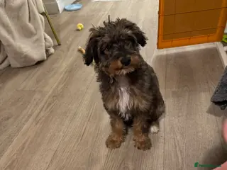 Bordoodle dogs 6 Month old Bordoodle - Advert 6