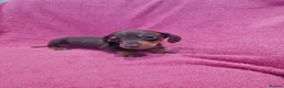 Miniature Dachshund dogs for sale: Quality Miniature Dachshund Puppies  - Advert 8