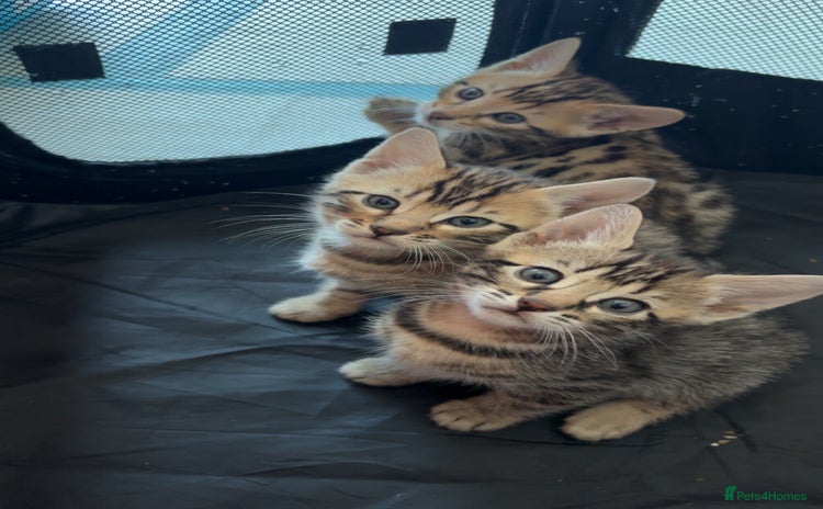 Bengal cats - Advert 11