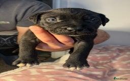 Mixed Breed dogs for sale: mastiff pups🐾 - Advert 17