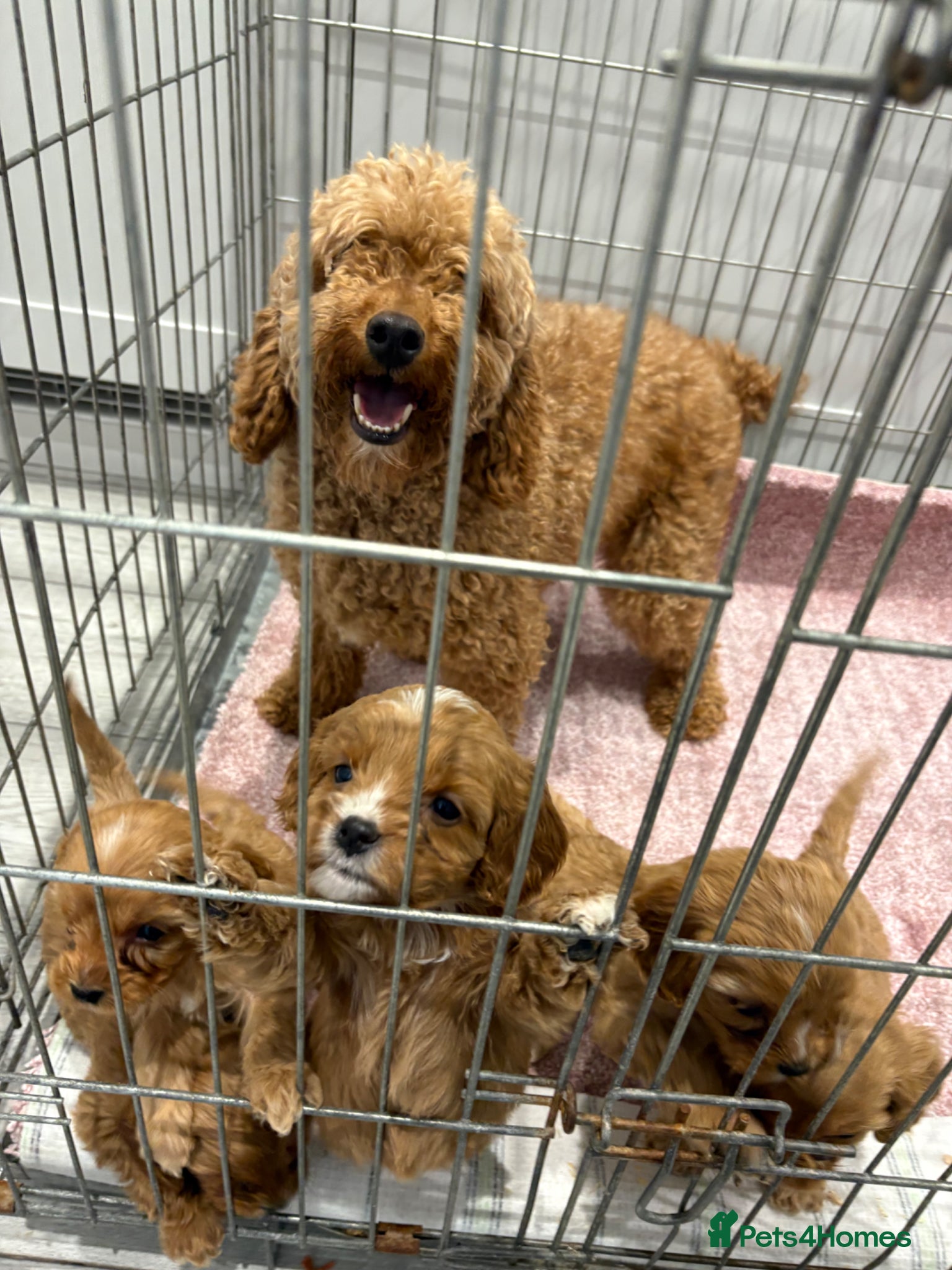 Cavapoo dogs Red Cavapoo puppies  - Advert 4