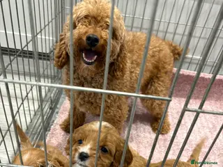 Cavapoo dogs Red Cavapoo puppies - Advert 15
