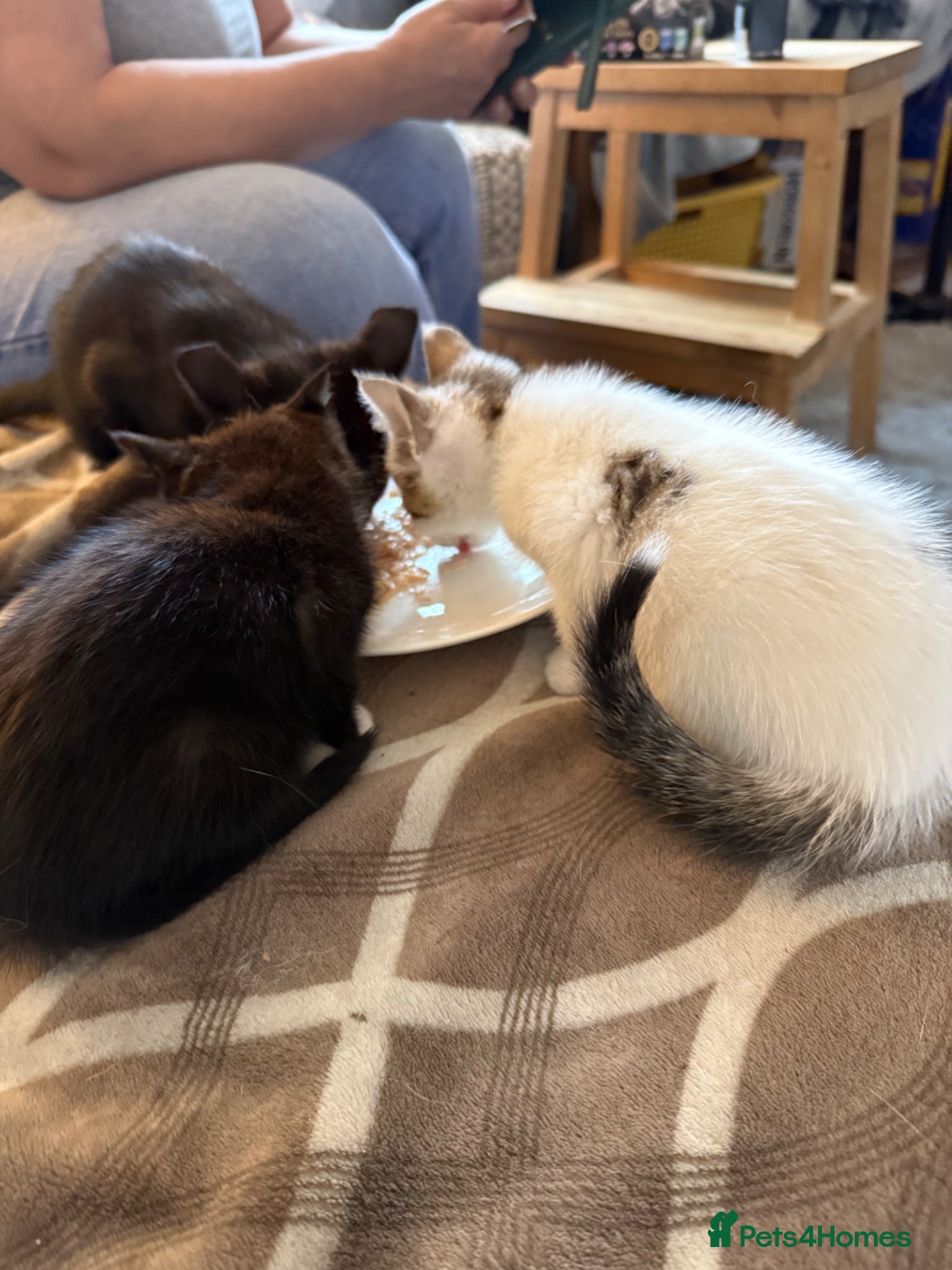 Mixed Breed cats 1 x boy, 2 x girl - Advert 5