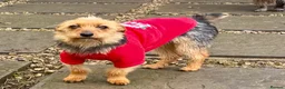 Yorkshire Terrier dogs for adoption: LISA – Female Yorkshire Terrier - Advert 4