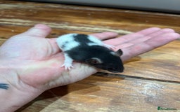 Rat rodents for sale: Pet rats for sale male and female Ava  - Image 10