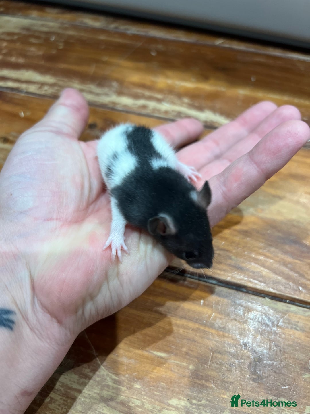 Rat rodents for sale: Pet rats for sale male and female Ava  - Image 10