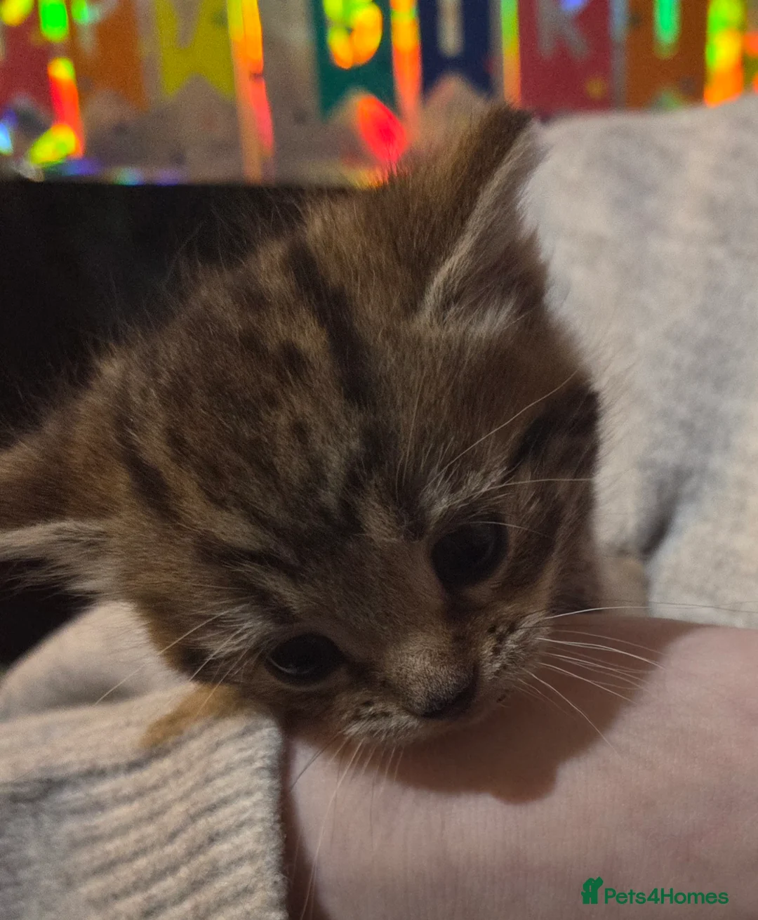Mixed Breed cats for sale: Tabby kittens - Advert 2