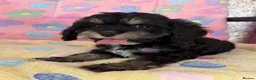Cockapoo dogs for sale: Beautiful cockapoos 🐶🐶 ready now - Advert 19