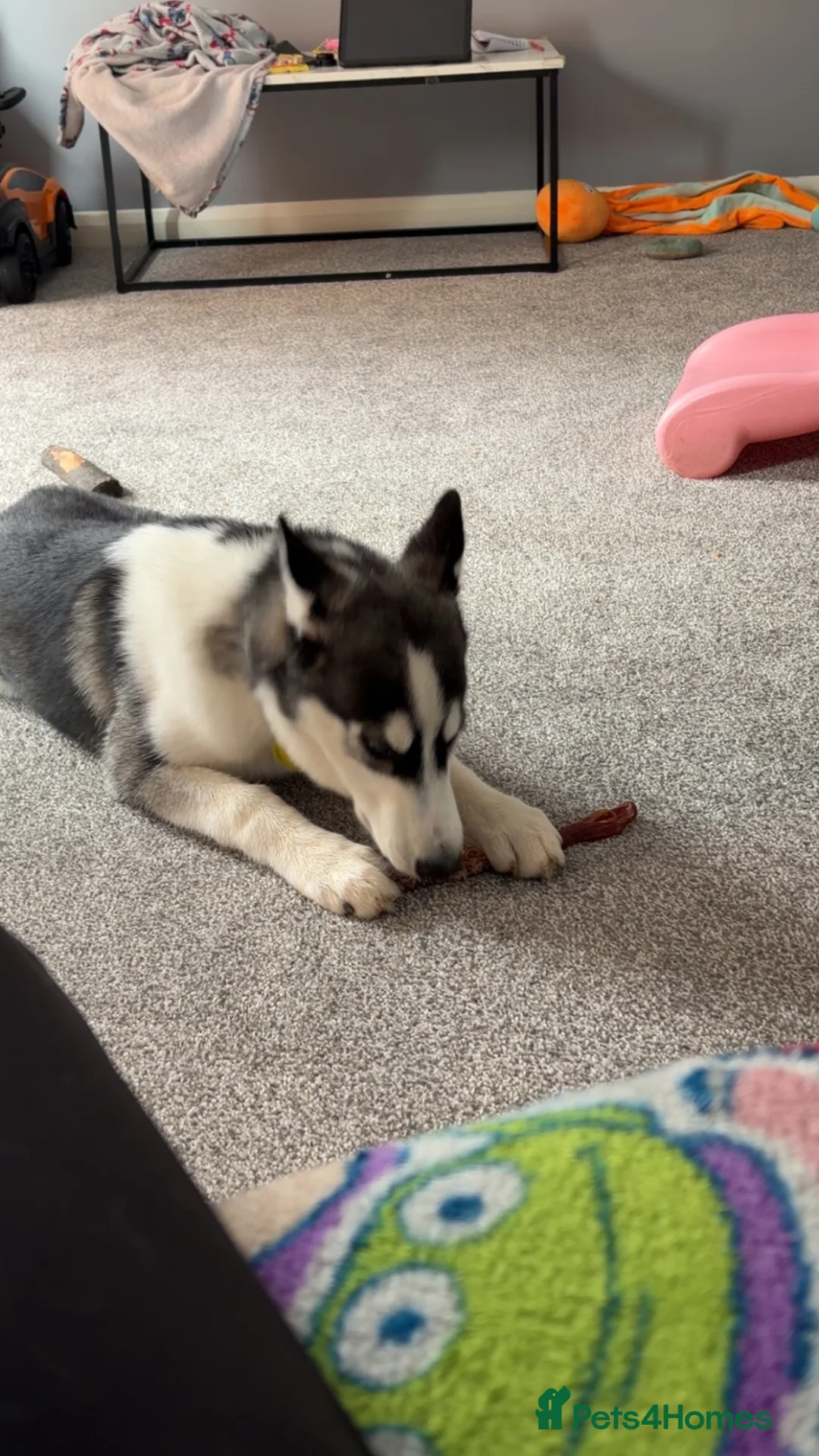 Siberian Husky dogs for sale: This is Bruce  - Advert 2