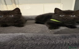 Mixed Breed cats for sale: British Shorthair X - Image 8