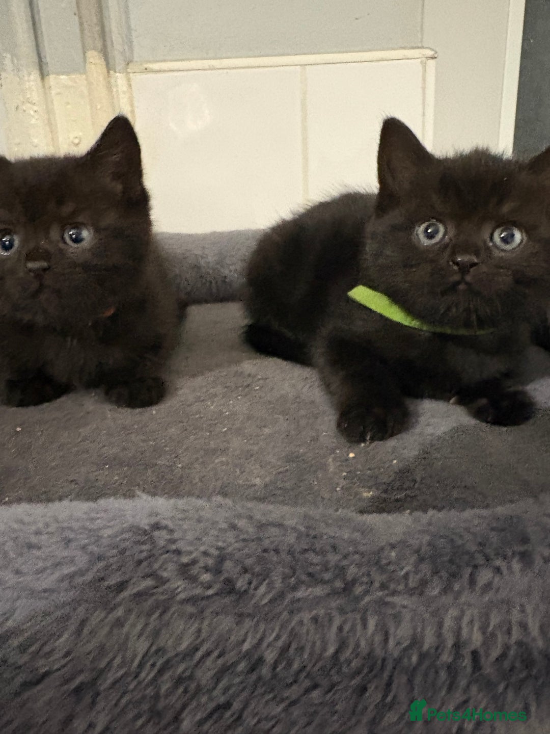 Mixed Breed cats for sale: British Shorthair X - Image 8