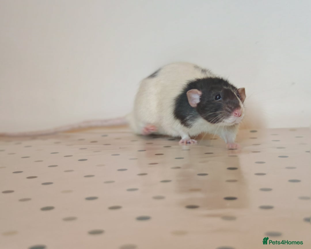 Rat rodents for sale: Trio of Male Dumbo Rats and Cage - Advert 6