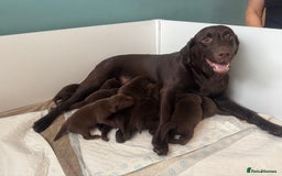 Labrador Retriever dogs for sale: 5 Stars 🌟 Chocolate Labradors  🌟  - Image 19