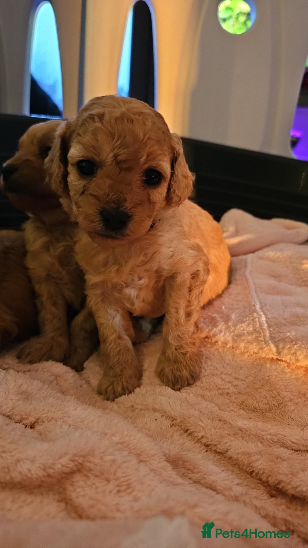 Cavapoo dogs for sale: Gorgeous Little Cavapoo Puppy  - Advert 17