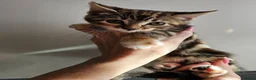 Mixed Breed cats for sale: Mixed Breed Kittens/Price Individual - Advert 8