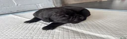 Cane Corso dogs for sale: Beautiful litter of cane corso  in Sheerness - Advert 20