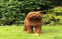 Goldendoodle dogs for sale: Outstanding Quality health tested Goldendoodles  - Image 14