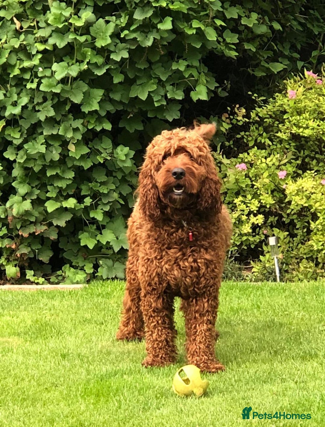 Goldendoodle dogs for sale: Outstanding Quality health tested Goldendoodles  - Image 14