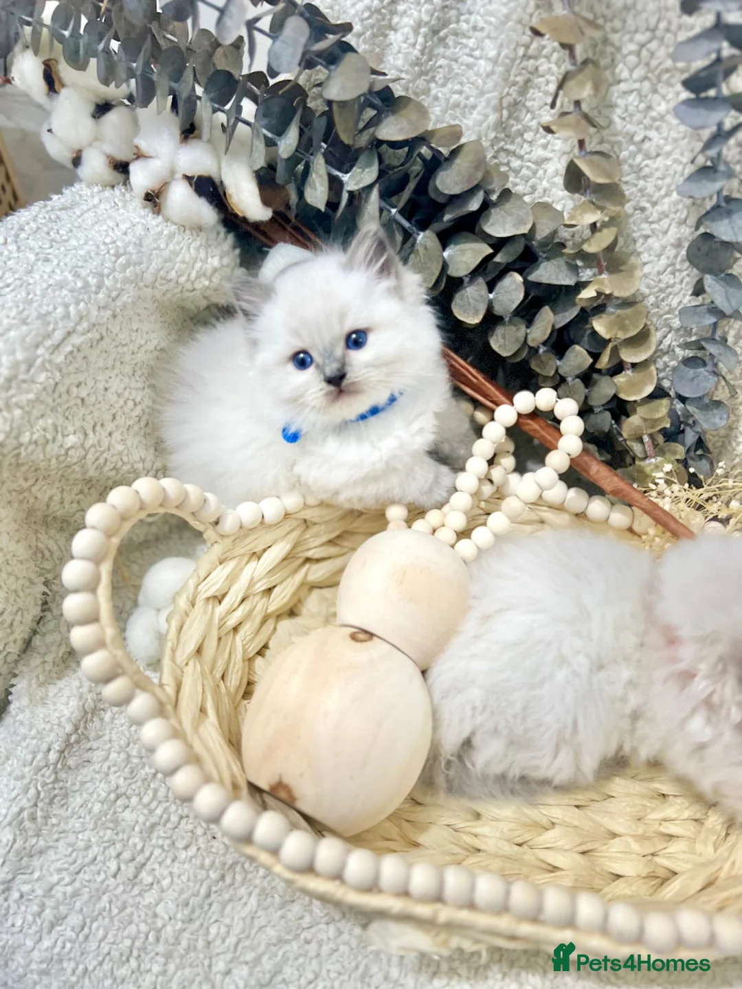 Ragdoll cats for sale: Happy new year Ragdoll lovers!! - Advert 5
