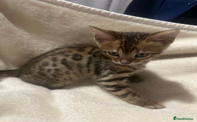 Bengal cats Beautiful bengals  - Advert 6