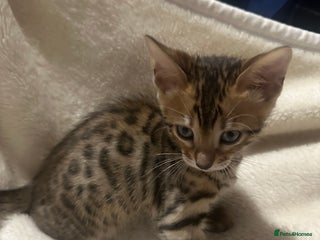 Bengal cats Beautiful bengals - Advert 4