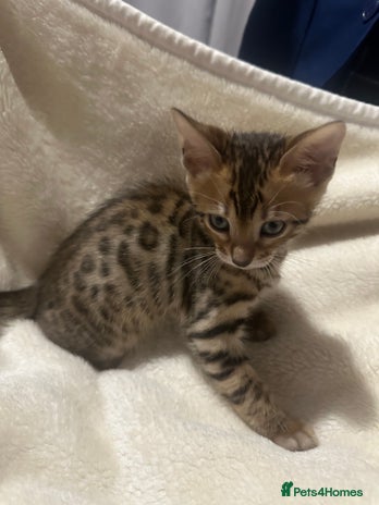 Bengal cats Beautiful bengals - Advert 6