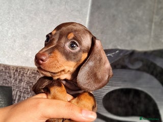 Miniature Dachshund dogs - Advert 35