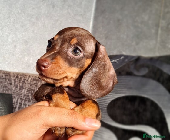 Miniature Dachshund dogs - Advert 11