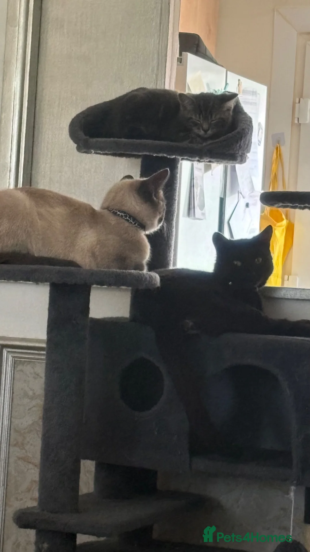 Mixed Breed cats for sale: 2 kittens ready  - Advert 1
