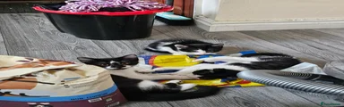 Mixed Breed 1