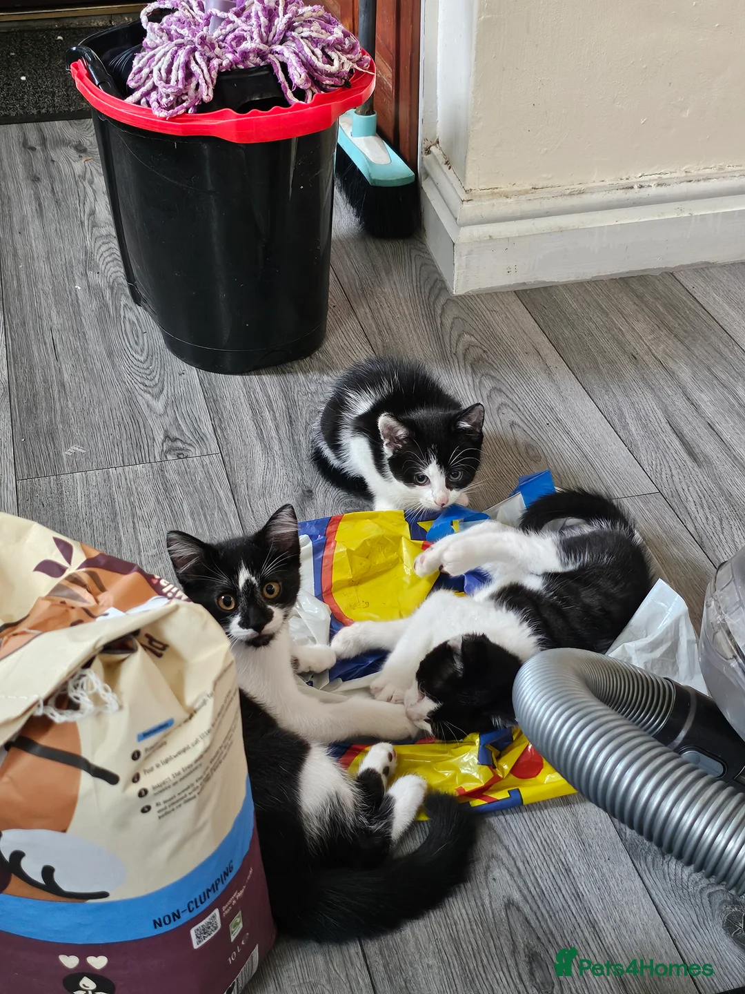Mixed Breed cats for sale: 5 beautiful Maine Coon mix kittens  - Advert 2