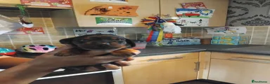 Miniature Dachshund 1