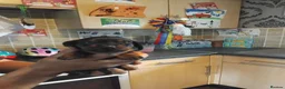 Miniature Dachshund dogs for sale: Miniature dashchund puppies  - Advert 3