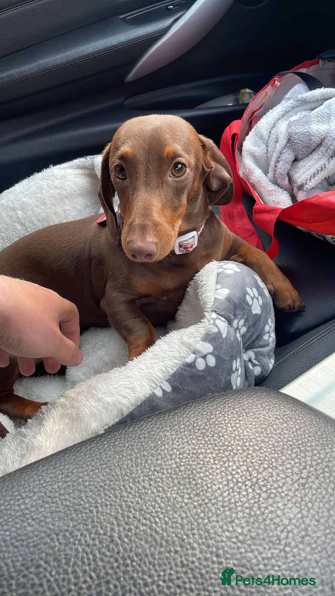 Miniature Dachshund dogs Miniature Dachshund - 11 months old  - Advert 15