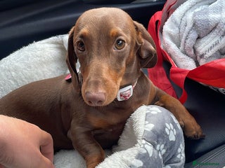 Miniature Dachshund dogs - Advert 11