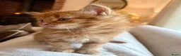 Mixed Breed cats for sale: Beautiful Ginger Kittens  - Advert 3